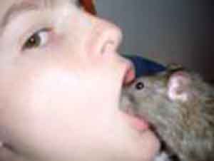 pet rat in mouth